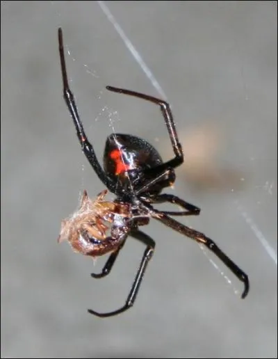 Who sang this spider, synonymous with widowhood?