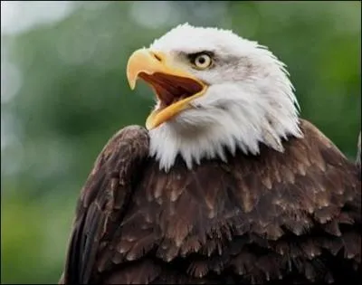 This country's flag features an eagle!