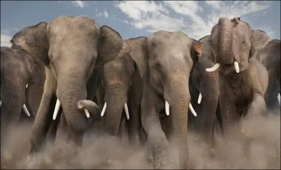 The sun and this animal are featured on this country's coat of arms!