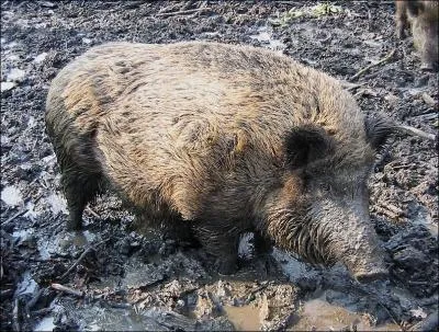 In this comic book, which gave rise to an animated film, he is adored by our ancestors, a potion that is self-denial !