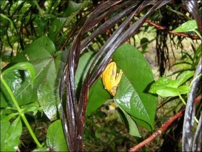 Escaped from a place of sacrifice, this Native American improvises a blowpipe and uses the venom of a frog to kill one of his enemies !