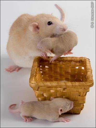 In this animated film, he puts the small dishes in the big !