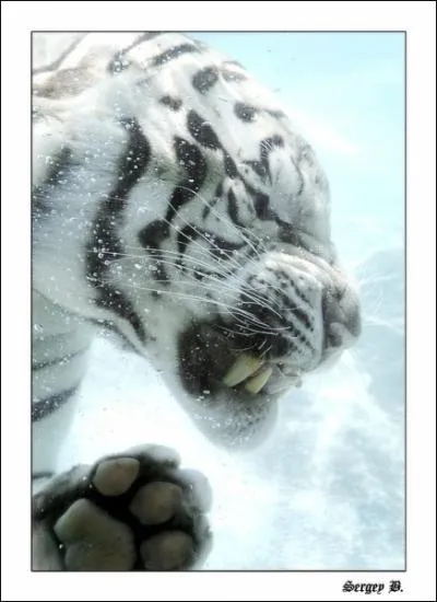 Extend his fangs, and you'll find him in this movie where the young hunter D'leh saves him from death !