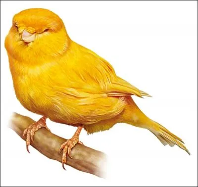 He never stops playing cat... perched !