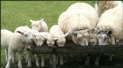 A farmer has 20 sheep, all but 11 die. How many sheep are left?