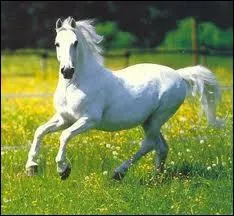 White Horse is a brand of alcohol created in 1890. What kind of alcohol is it?