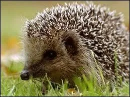 If I tell you Hernie le herisson , you think of :