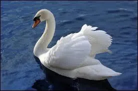 The swan is the logo of :
