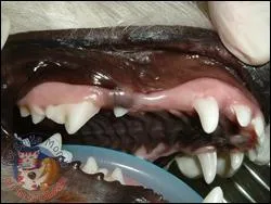 The image is of a West Highland White Terrier adult dog :