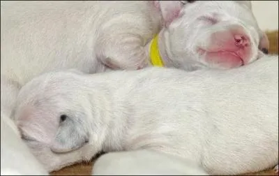 Could these be Dalmatian puppies?