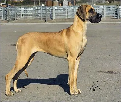 Can a fawn-colored Great Dane be bred to a black-colored Great Dane?