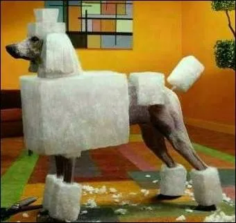 Is structuring the coat of a dog prior dog shows considered an attempt to change the dog's structure?