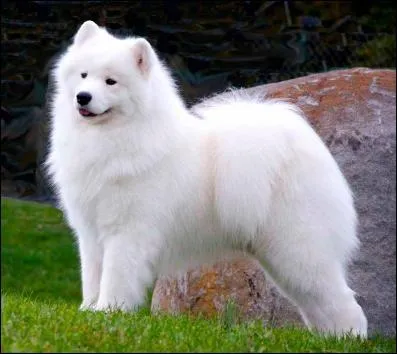 Is this dog correct by breed standard?