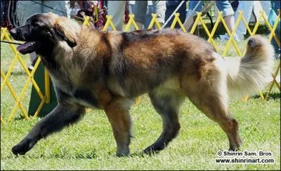 Is this dog correct?