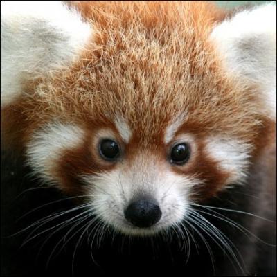 Quiz Red Panda - General knowledge