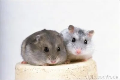 How many rats are there in this picture?