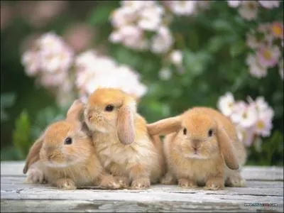 How many rabbits in the picture?