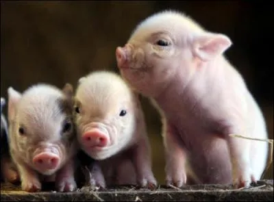 How many pigs in the picture?