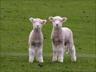 How many sheeps are there in this picture?