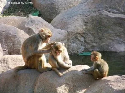 How many monkeys are there in this picture?