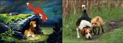 You know about Rox and Rouky, but who is Rouky, the fox or the dog?