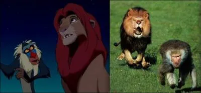 Still in The Lion King, which monkey is Rafiki? Don't trust the picture on the right, trust the picture on the left!