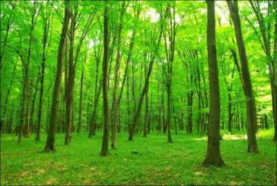 How do the forests on earth contribute to the living?