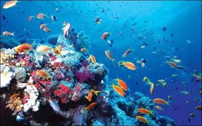 In what way do the oceans contribute to the living as a part of nature?