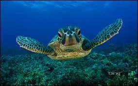 How can people save turtles and other marine animals?