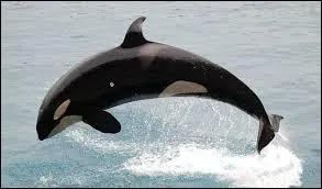 The_____________ became the WA state mammal after a two year campaign by Oak Harbor students.