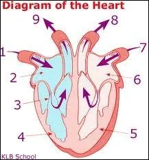 Which side is the left side of the heart?