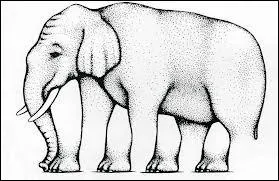 How many real legs are there?