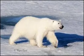 Which of Canada's three bear species lives furthest north?