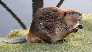 What is Canada's national animal?