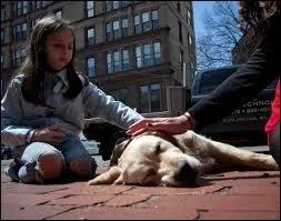 What Boston hotel allows Dogs to stay?