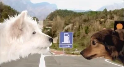 Thanks to the budding love affair between two dogs, the carmaker introduces us to its new car. The car is...