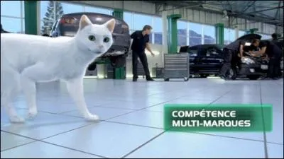 This cat is one of the leaders in automotive maintenance and equipment. They are...