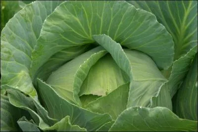 Drove that in addition to culture, you have the broth! 