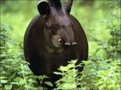 This animal is unlucky enough to be killed right at the beginning of the film!