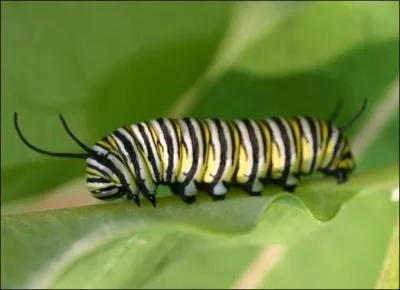 A ... becomes a chrysalis before turning into a butterfly.