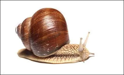 A ... carries its house on its back.