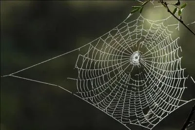 A ... makes a web to catch its food.