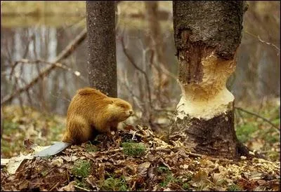 A ... uses its sharp teeth to cut down trees.