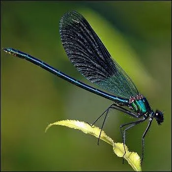 A ... moves with elegance and grace like a ballet dancer.