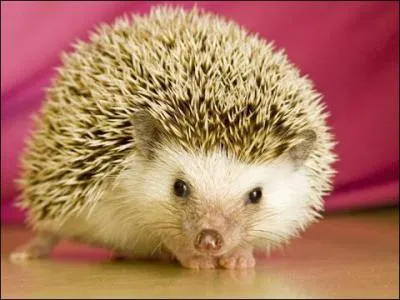 ... are covered with spines.