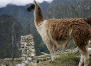 Quiz Peruvian Culture and Business