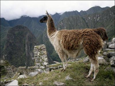 True or False : Llamas are common in Peru.