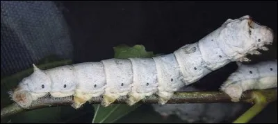 Follow the thread of your thoughts, the reel will help you, and give you a gift of silk!