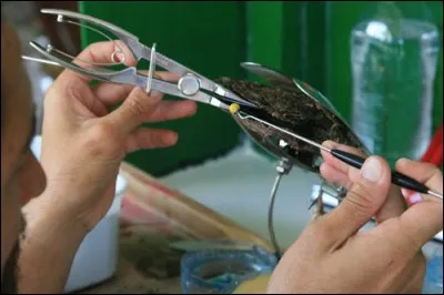 Getting this far without error has brought you out of your pearly shell, you really are --- ----- de culture!