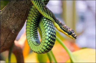 Certain snake can fly by smoothing (gliding) !